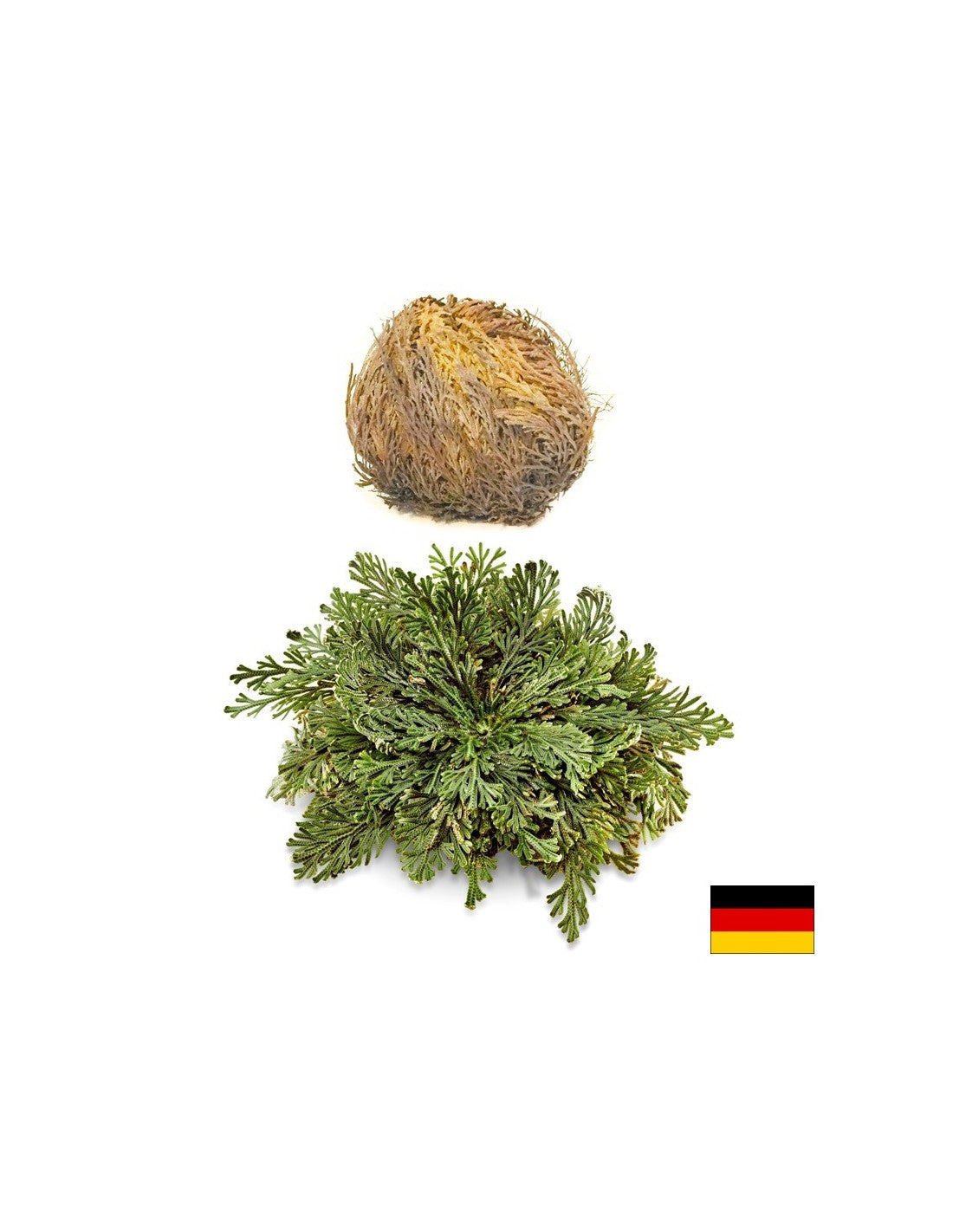 Rosa di Gerico, 1 pz x 100 g